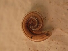 Brachyiulus
