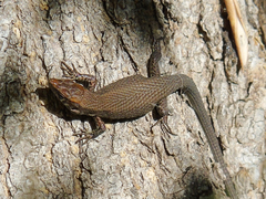 Algyroides moreoticus