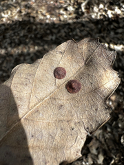 Polystepha globosa