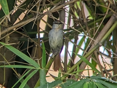 Cichladusa ruficauda