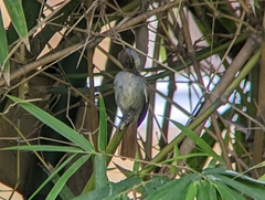 Cichladusa ruficauda