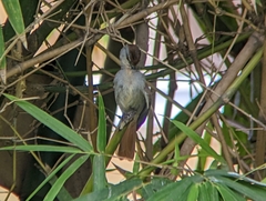 Cichladusa ruficauda