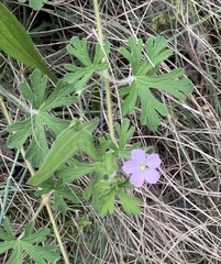Geranium solanderi