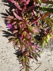 Disphyma crassifolium