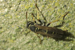 Polistes nimpha