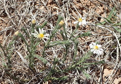 Chaetopappa ericoides