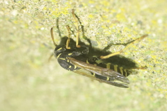 Polistes nimpha