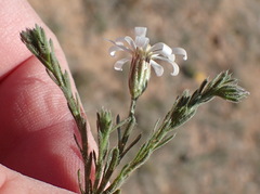 Chaetopappa ericoides