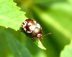 Calligrapha intermedia