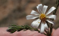 Chaetopappa ericoides