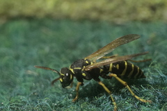 Polistes nimpha