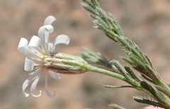 Chaetopappa ericoides