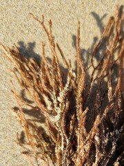 Cladostephus spongiosus