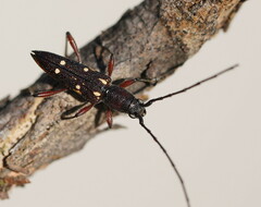 Eburophora octoguttata