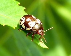 Calligrapha intermedia