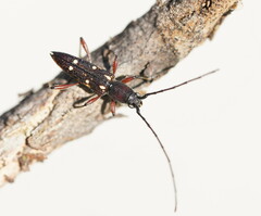 Eburophora octoguttata