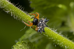Austracantha minax