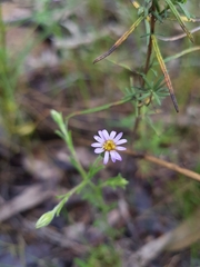 Vittadinia
