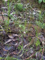Vittadinia