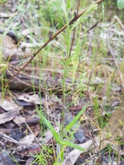 Vittadinia