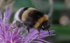 Bombus lucorum
