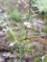 Vittadinia