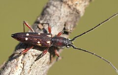 Eburophora octoguttata