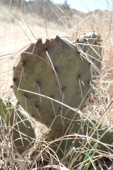 Opuntia gilvescens
