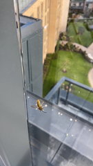 Vespula