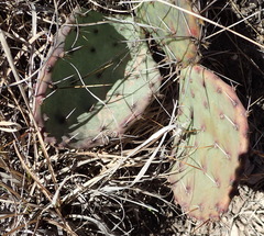 Opuntia gilvescens