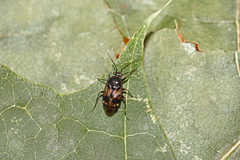 Deraeocoris