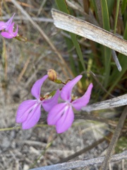 Stylidium macranthum