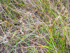 Anthracoidea arenariae