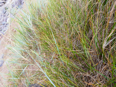 Anthracoidea arenariae