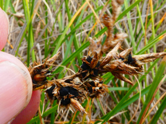 Anthracoidea arenariae