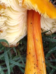 Hygrocybe acutoconica konradii