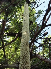 Xanthorrhoea fulva