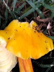 Hygrocybe acutoconica konradii