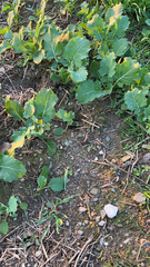 Brassica oleracea