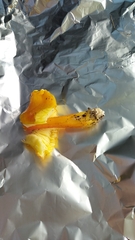 Hygrocybe acutoconica konradii