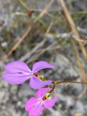 Stylidium macranthum