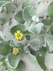 Arctotheca populifolia