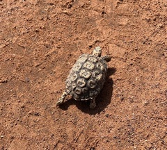 Chersobius signatus