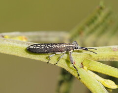 Rhinotia