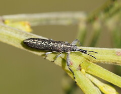 Rhinotia