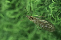 Trichoceridae