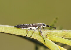 Rhinotia