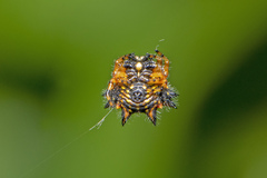 Austracantha minax