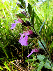 Teucrium chamaedrys
