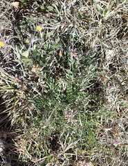 Astragalus lotiflorus